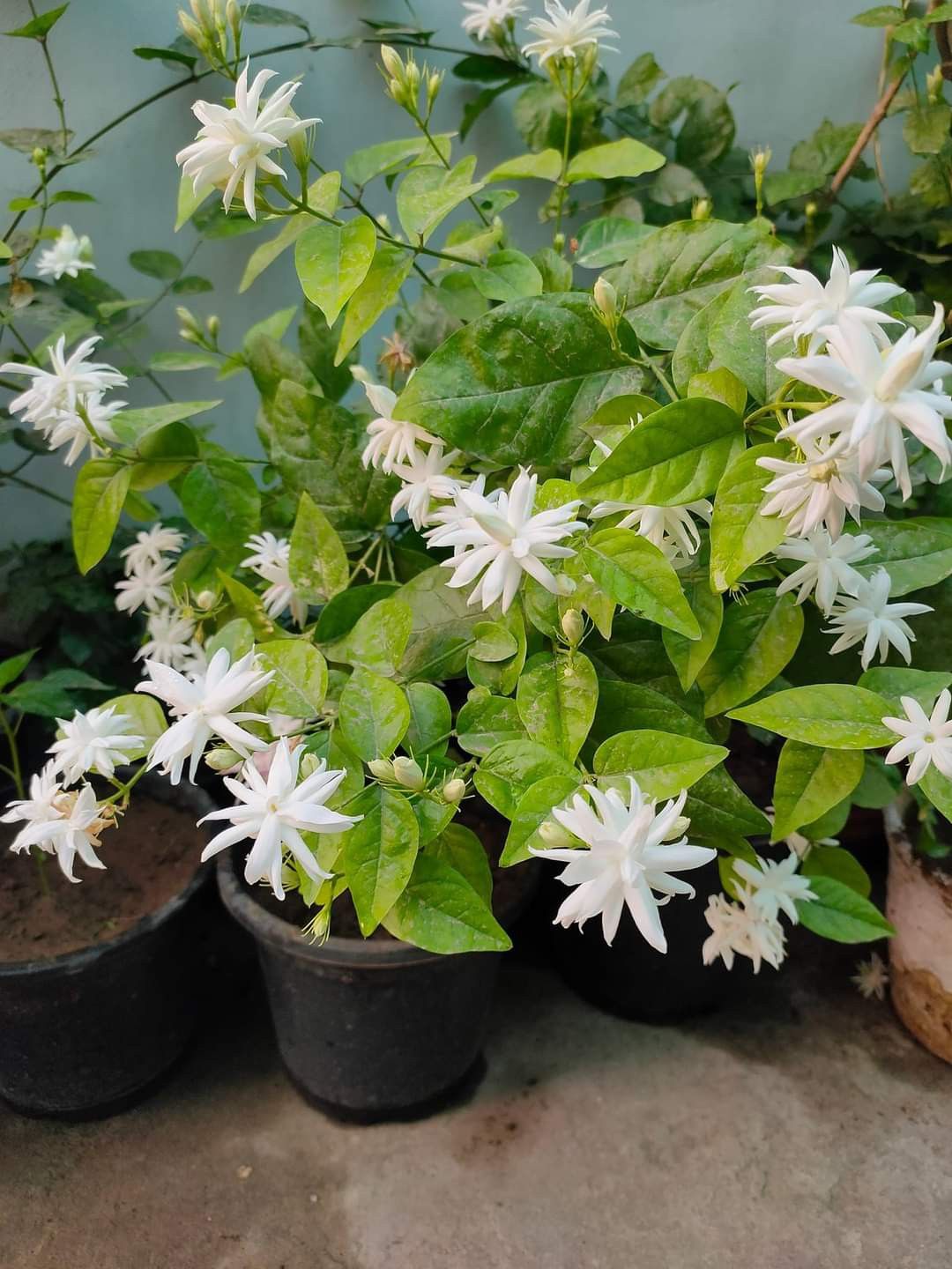 Jasminum Sambac